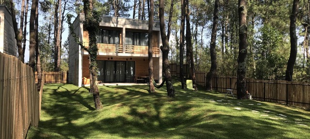 Kaprovani Pine Grove in Shekvetili